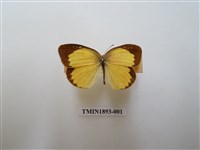 藏品(星黃蝶)的圖片